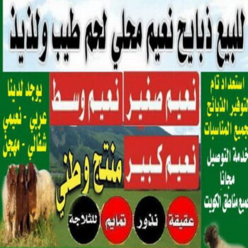 غنم للبيع - اغنام للبيع - ابومصطفى 📞 - اغنام الكويت - غنم - خرفان للبيع - سوق الغنم - توصيل ذبايح - بيع ذبايح - ذبايح للبيع
