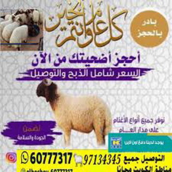 غنم للبيع – اغنام للبيع - ابومصطفى – اغنام الكويت – غنم – خرفان للبيع – اغنام - سوق الغنم – ذبايح للبيع